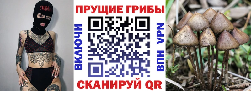 Псилоцибиновые грибы Psilocybine cubensis  дарнет шоп  Беслан 