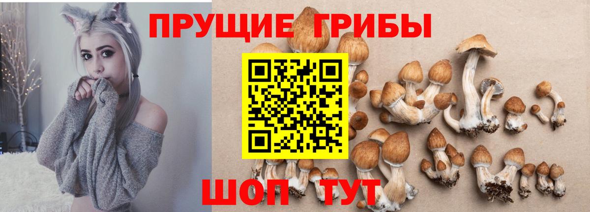 Галлюциногенные грибы Cubensis Беслан